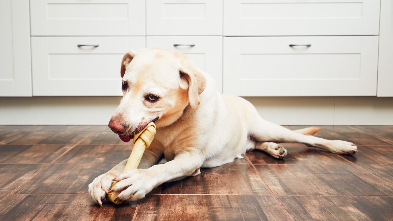 Dog Bite Risk Factors Explained