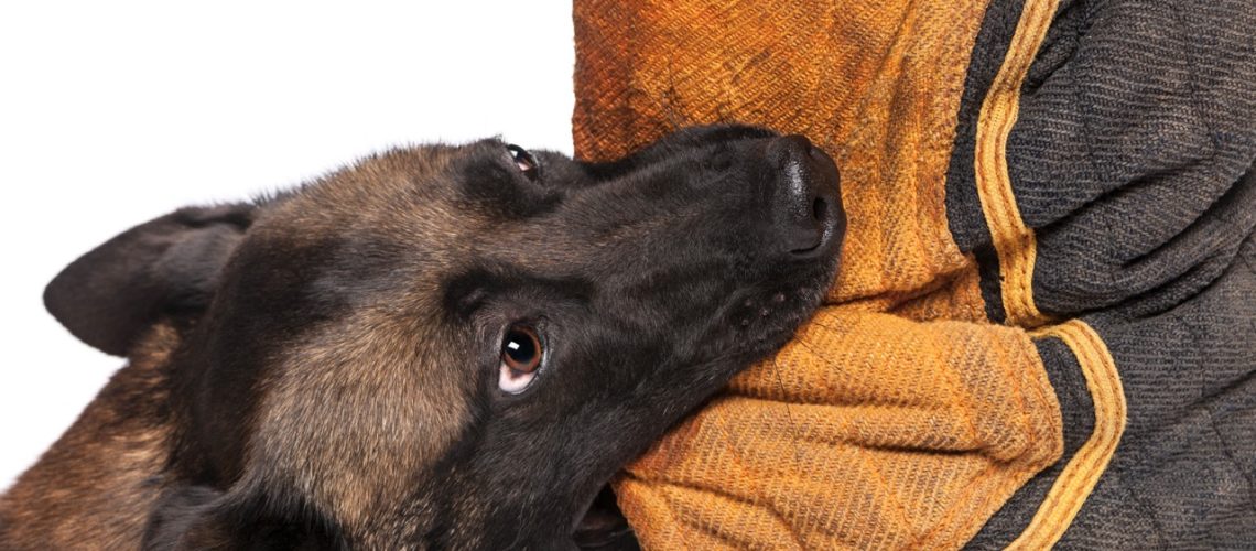 Dog Bite Accidents Arizona