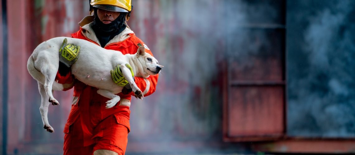 Safety Measures for Interacting with Dogs